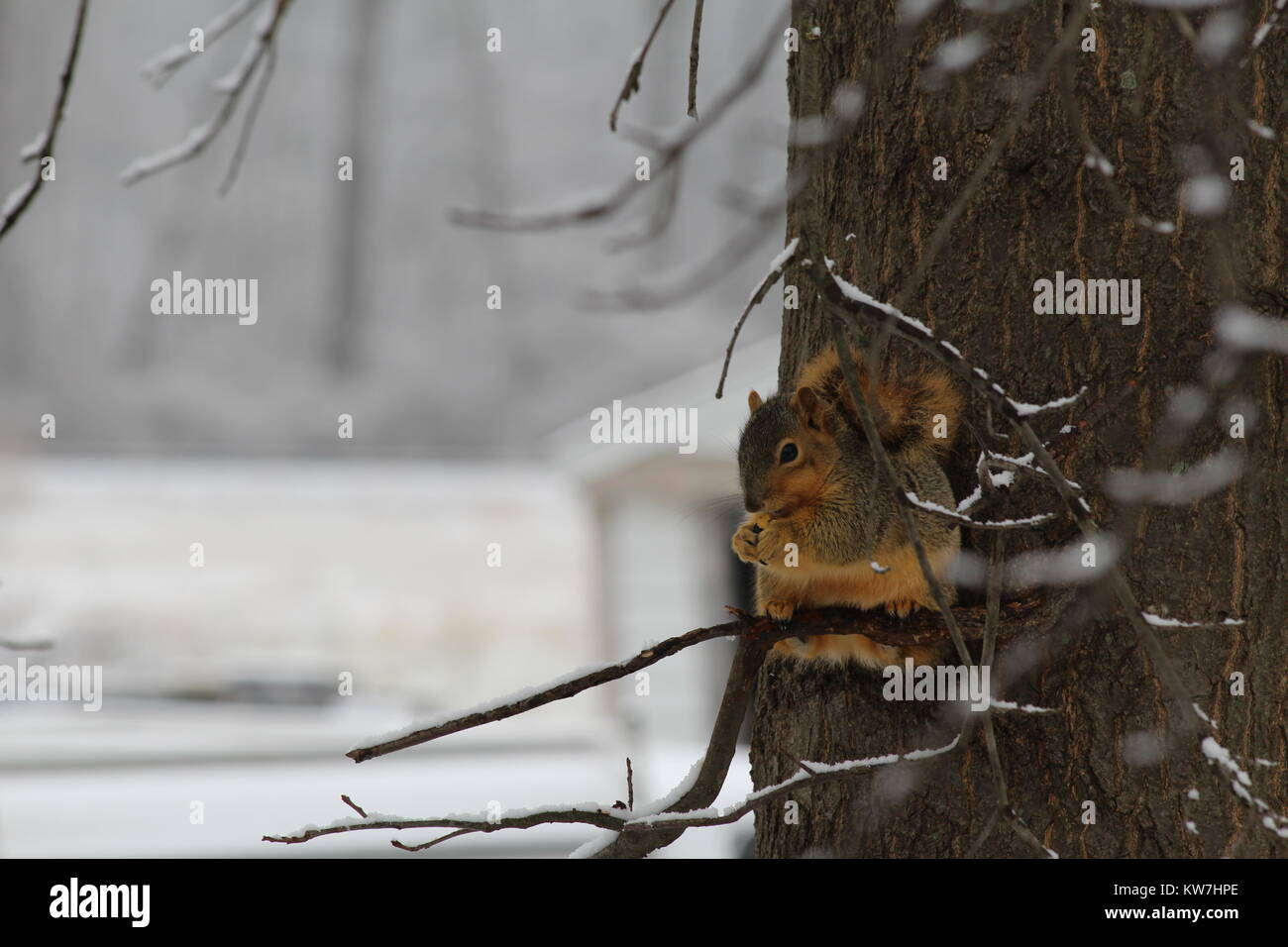 Eichhörnchen in einem Michigan Winter Stockfoto