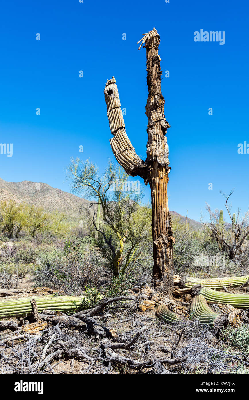 Tot Saguaro Kaktus (Carnegiea gigantea) in den Saguaro National Park,  Arizona, USA Stockfotografie - Alamy