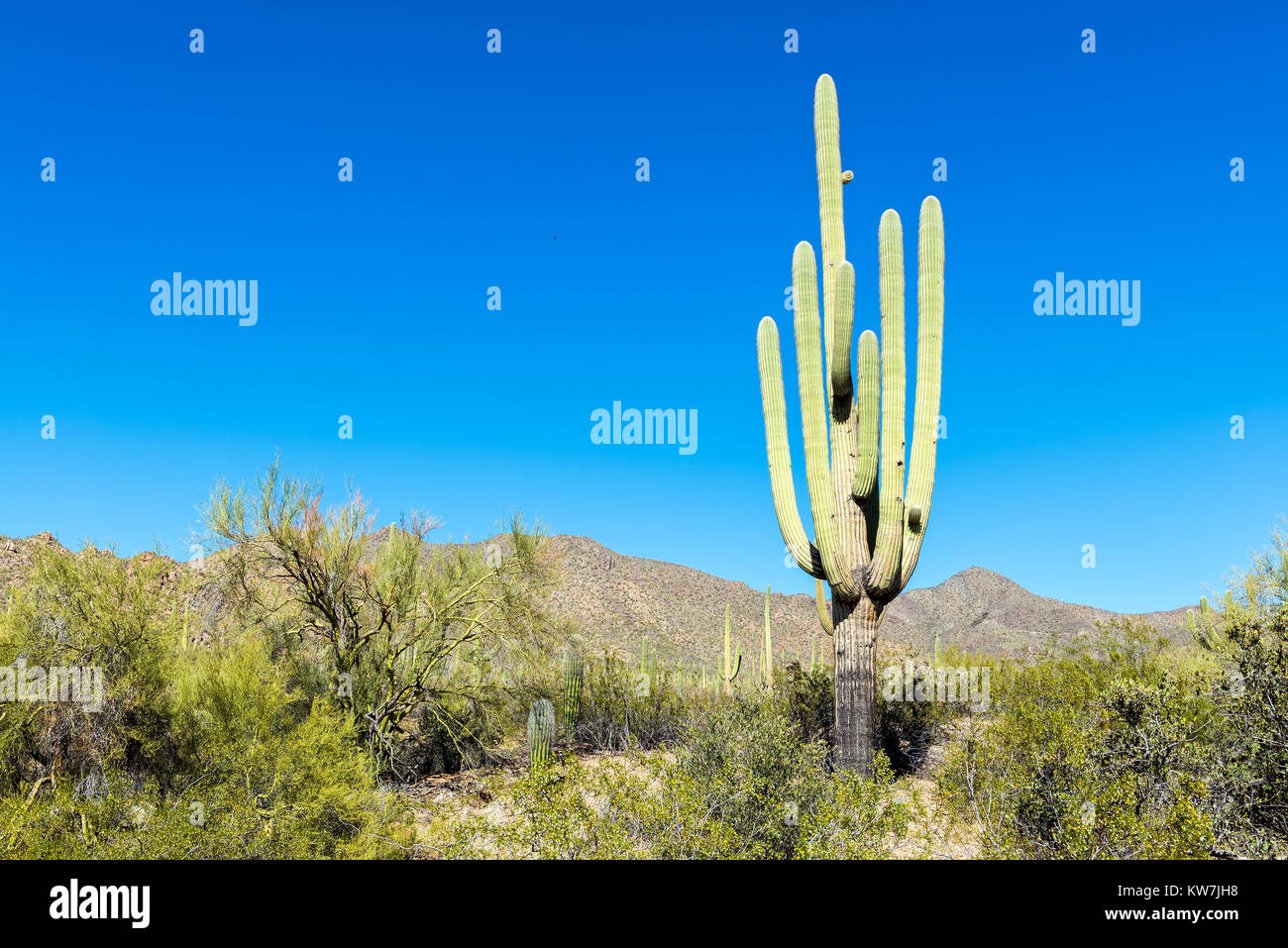 Saguaro Kaktus (Carnegiea gigantea) in den Saguaro National Park, Arizona, USA Stockfoto