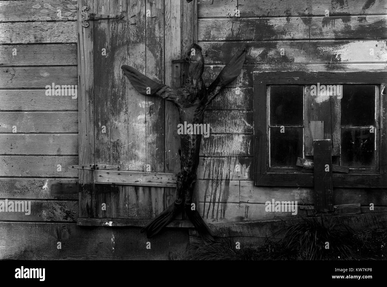 Ein toter Dichtung ist angeheftet zu einem Alaska Gebäude, 1918. Stockfoto