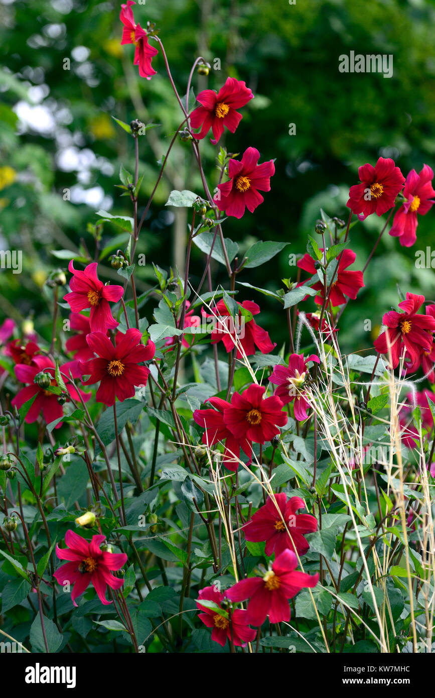 Dahlia coccinea Maria Scharf, Karminrot, Blumen, Blume, Blüte, Dahlien, Garten, Gärten, RM Floral Stockfoto