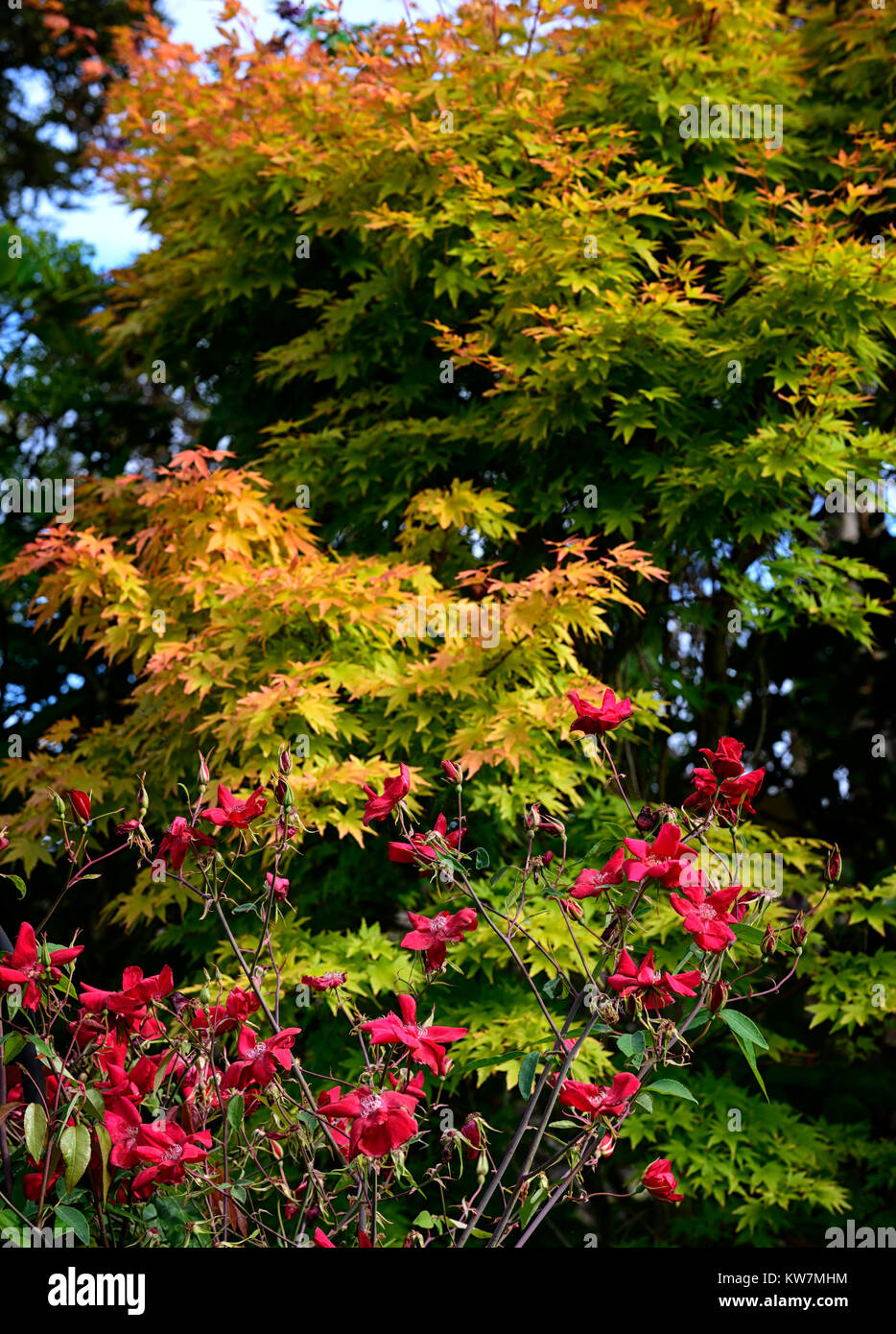 Rosa x odorata Bengal Bengal crimson Crimson, rose, rot, Strauch, Rose, China Rose, orange, Acer palmatum, Blätter, Laub, Kontrast, RM Floral Stockfoto