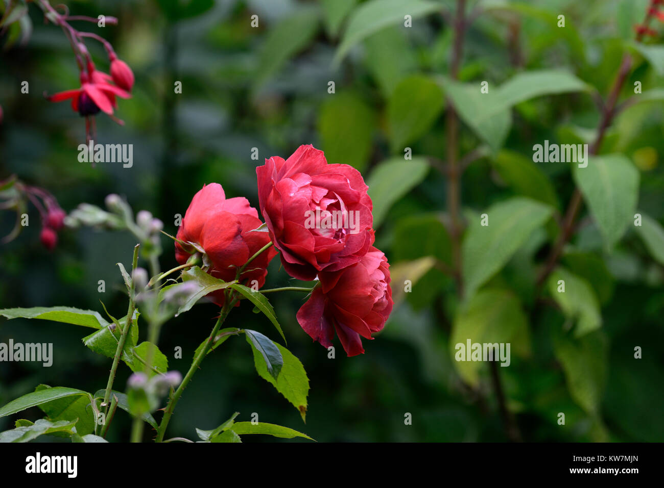 Rosa Choca Mokka, Simcho, Floribunda Bush Rose, Rosen, tief rot braun, rotbraun, halb gefüllte Blüten, Garten, RM Floral Stockfoto