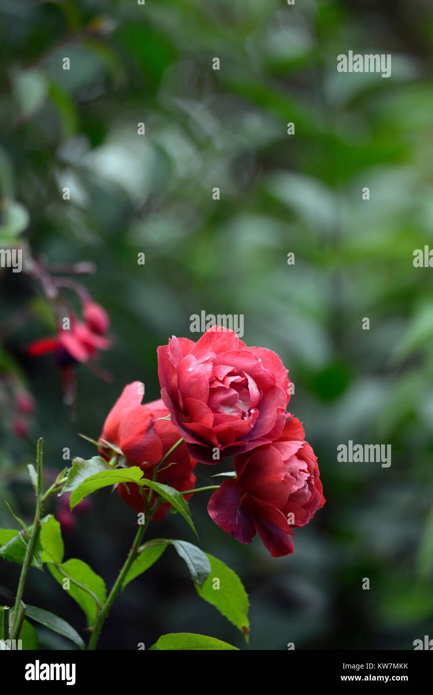 Rosa Choca Mokka, Simcho, Floribunda Bush Rose, Rosen, tief rot braun, rotbraun, halb gefüllte Blüten, Garten, RM Floral Stockfoto