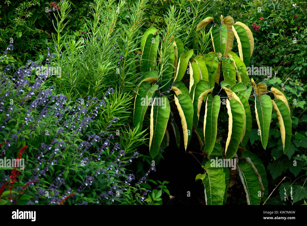 Schefflera macrophylla, Terrasse, Garten, Gärten, Zimmer mit Blumenmuster Stockfoto