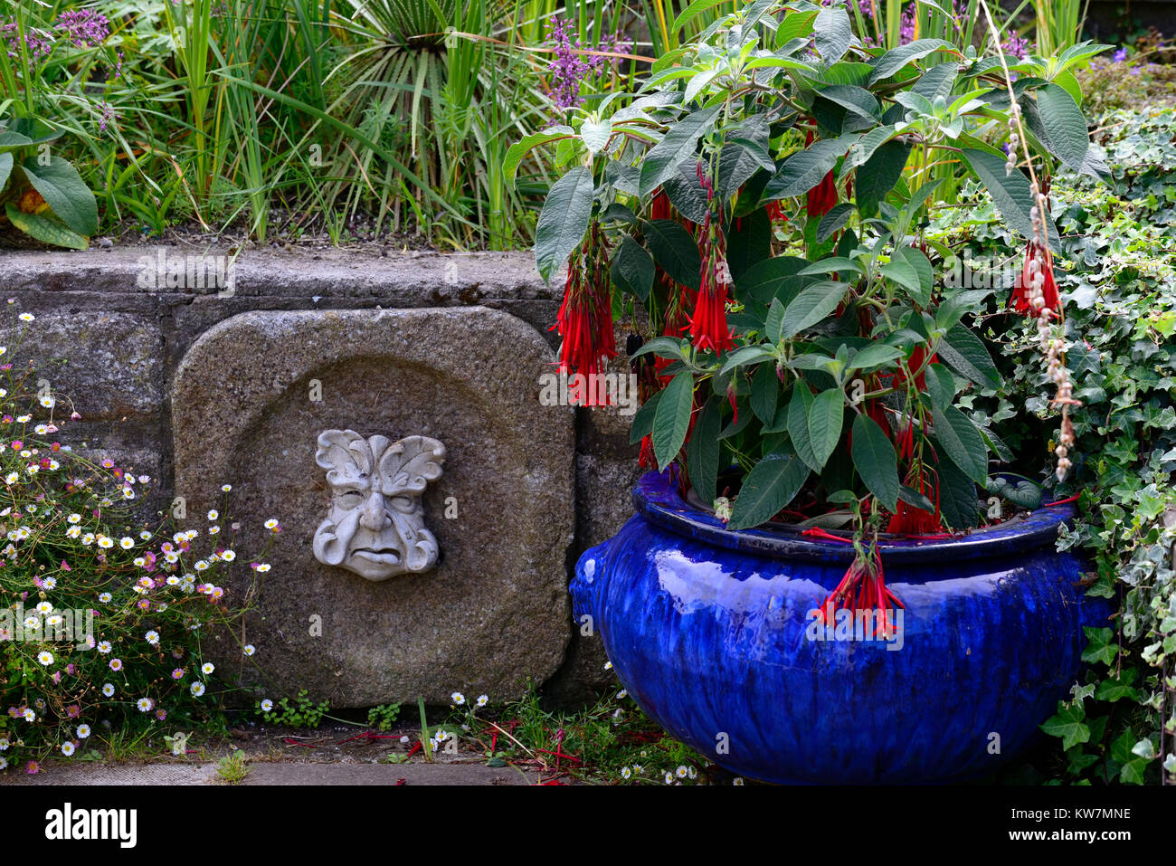 Fuchsia boliviana, bolivianische Fuchsia, rot, Blumen, blauer Topf, grüner Mann, Garten, Gärten, RM Floral Stockfoto