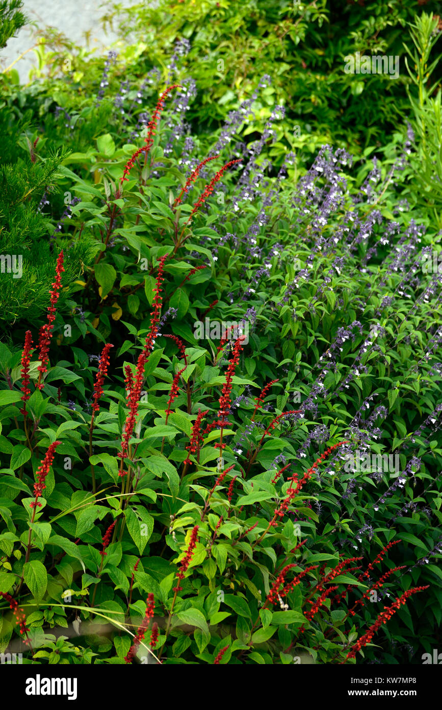 Salvia Confertiflora,Salvia phyllis Fancy,Salvias,Salvias,Salinen,rot,lila und weiß,Blume,Dorn,Spikes,Türme,Garten,Garten,RM Floral, Stockfoto