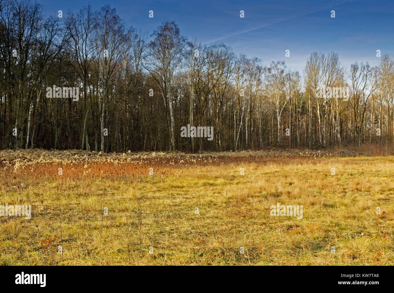 Herbst Landschaft mit einem mittlerem - Wald Wiese mit trockenen Gräsern und eine Wand aus Birke Wald im Hintergrund überwuchert. Polen im November. horizontale Ansicht Stockfoto