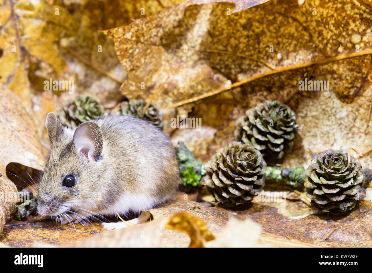 Ein Holz Maus in einem Herbst Waldboden Einstellung (Studio shot) Stockfoto