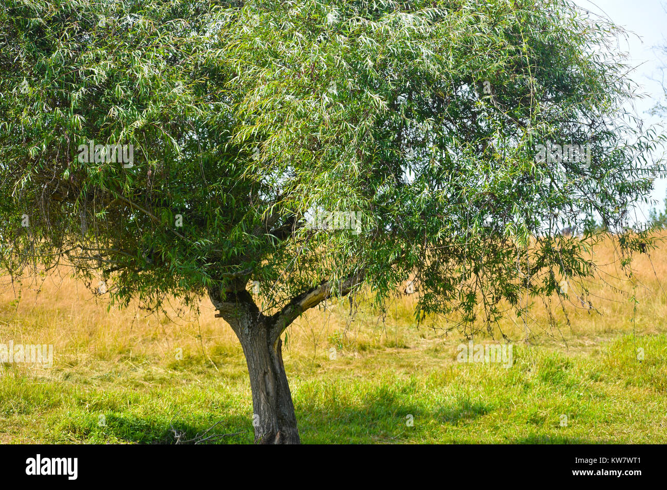 Eine uniuqe Baum in der Nähe aufwachsen, wachsen in einem Feld mit einem Schatten unter dem Baum. Grünes Gras ist direkt unter dem Baum und dem Hintergrund Grass ist ein Stockfoto