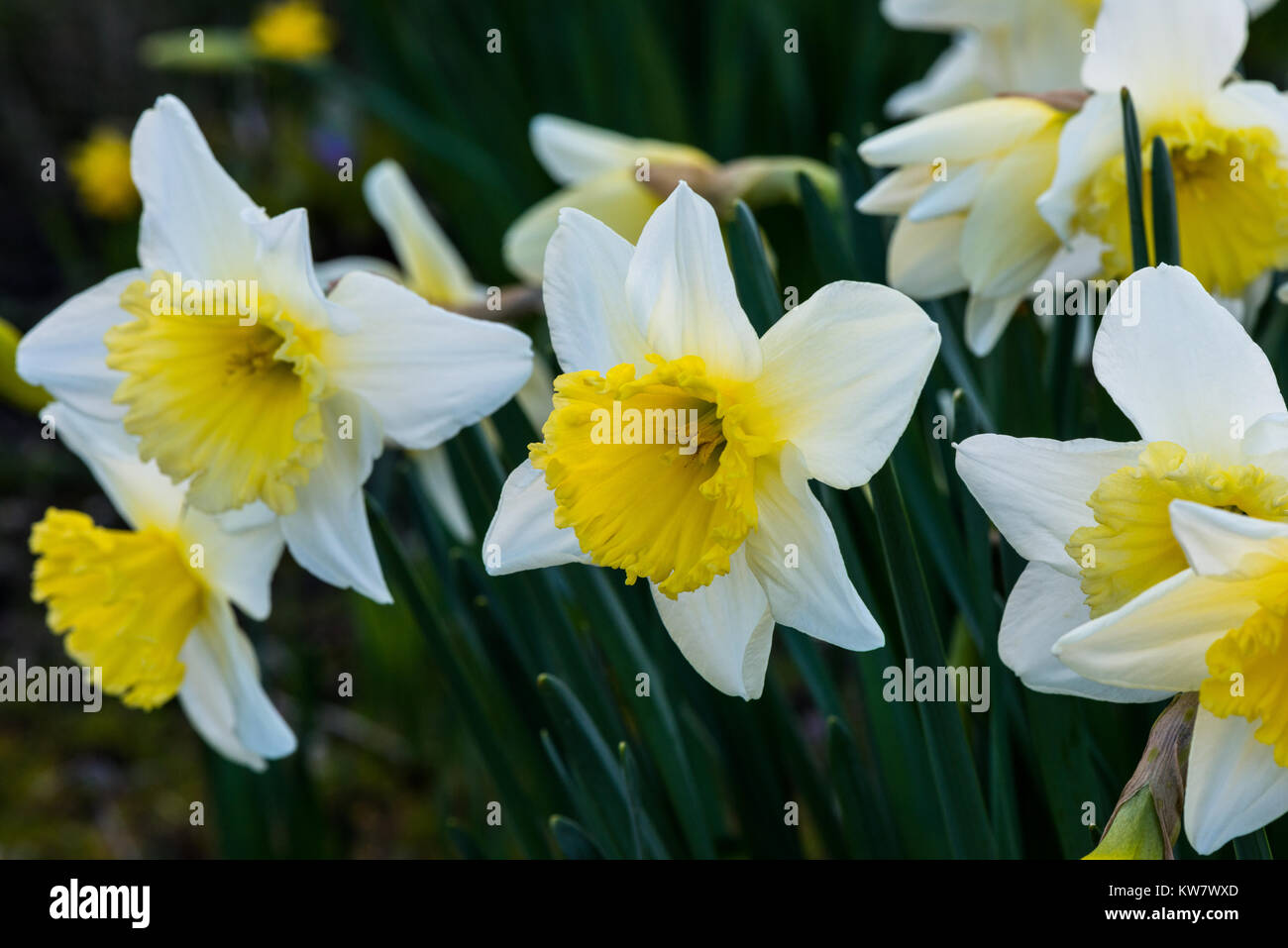 Narzissen blühen im Frühjahr in einem Englischen Garten in Nahaufnahme mit weißen und gelben Blüten und grün Stängel. Stockfoto