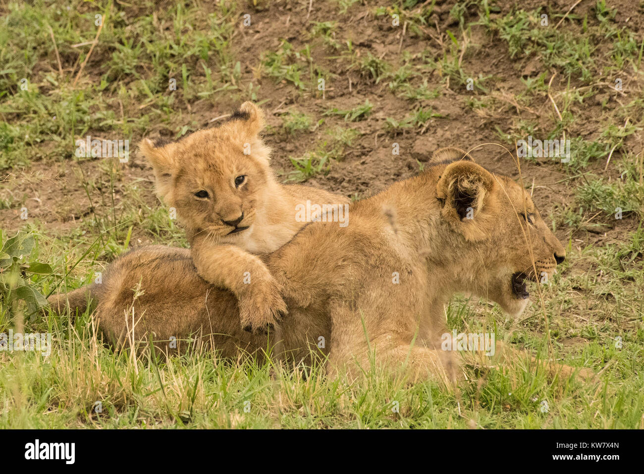 Löwin (Panthera leo) mit jungen Cub klettern auf Ihr Stockfoto
