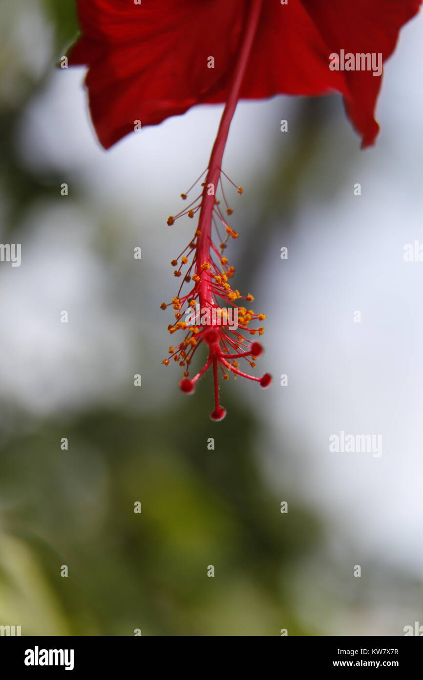 Bangladesch Blumen Stockfoto