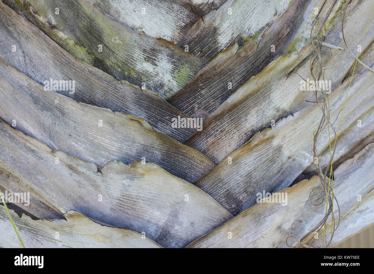 Der Stamm eines Ravenala madagascariensis Baum, der allgemein als Baum des Reisenden bekannt. Stockfoto