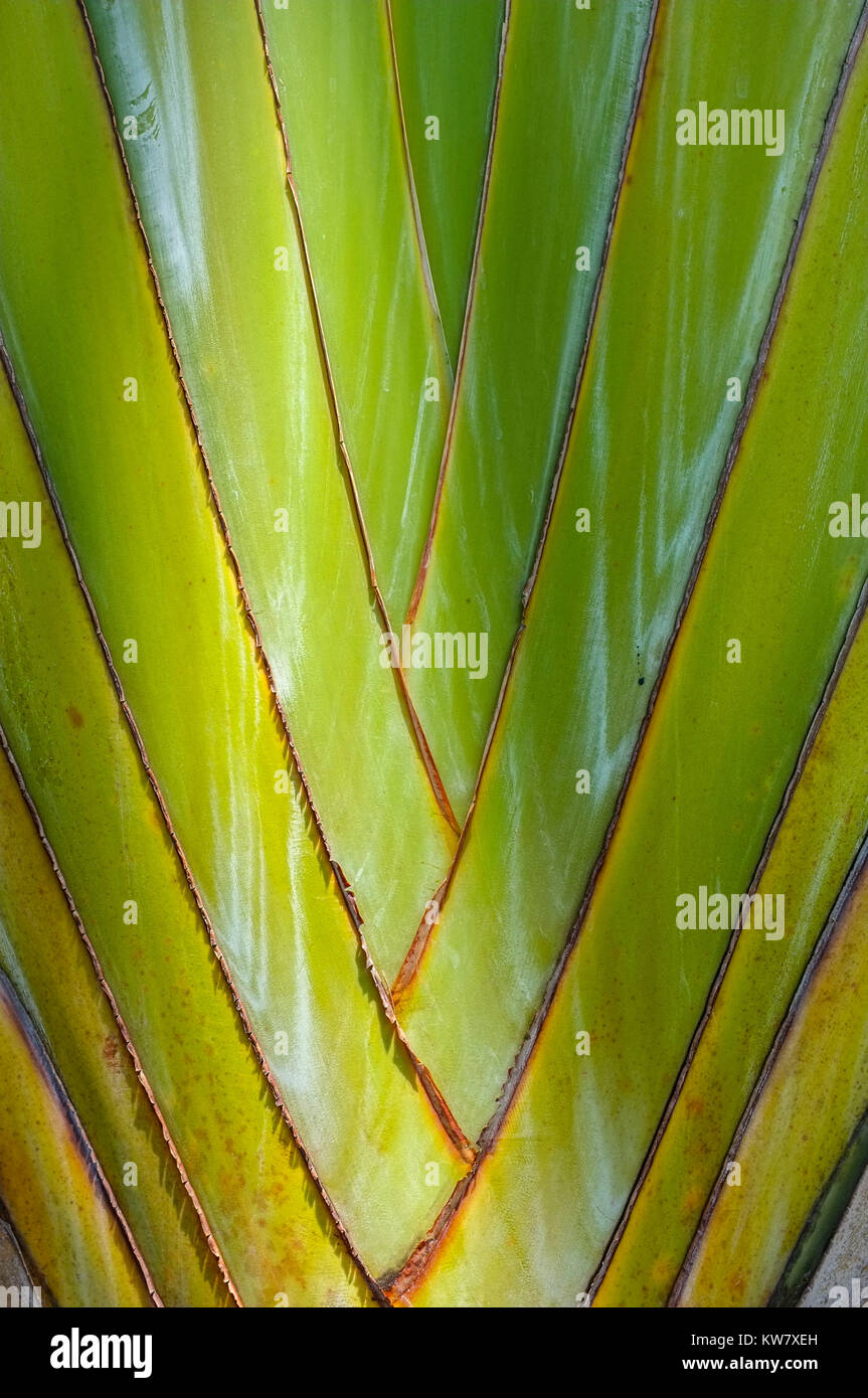 Der Stamm eines Ravenala madagascariensis Baum, der allgemein als Baum des Reisenden bekannt. Stockfoto