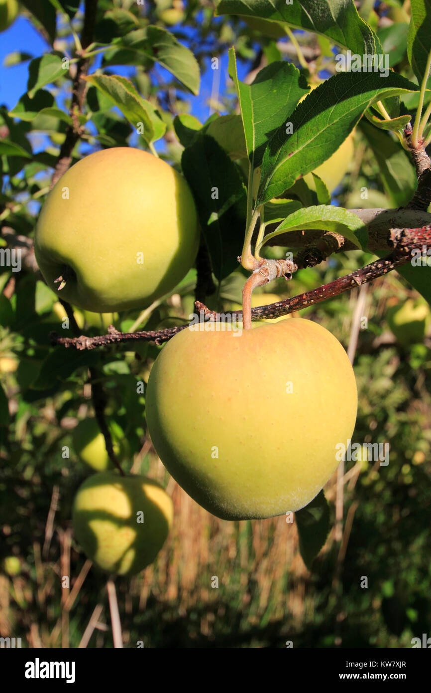 Golden Delicious Apfel auf einem Apfelbaum Stockfoto