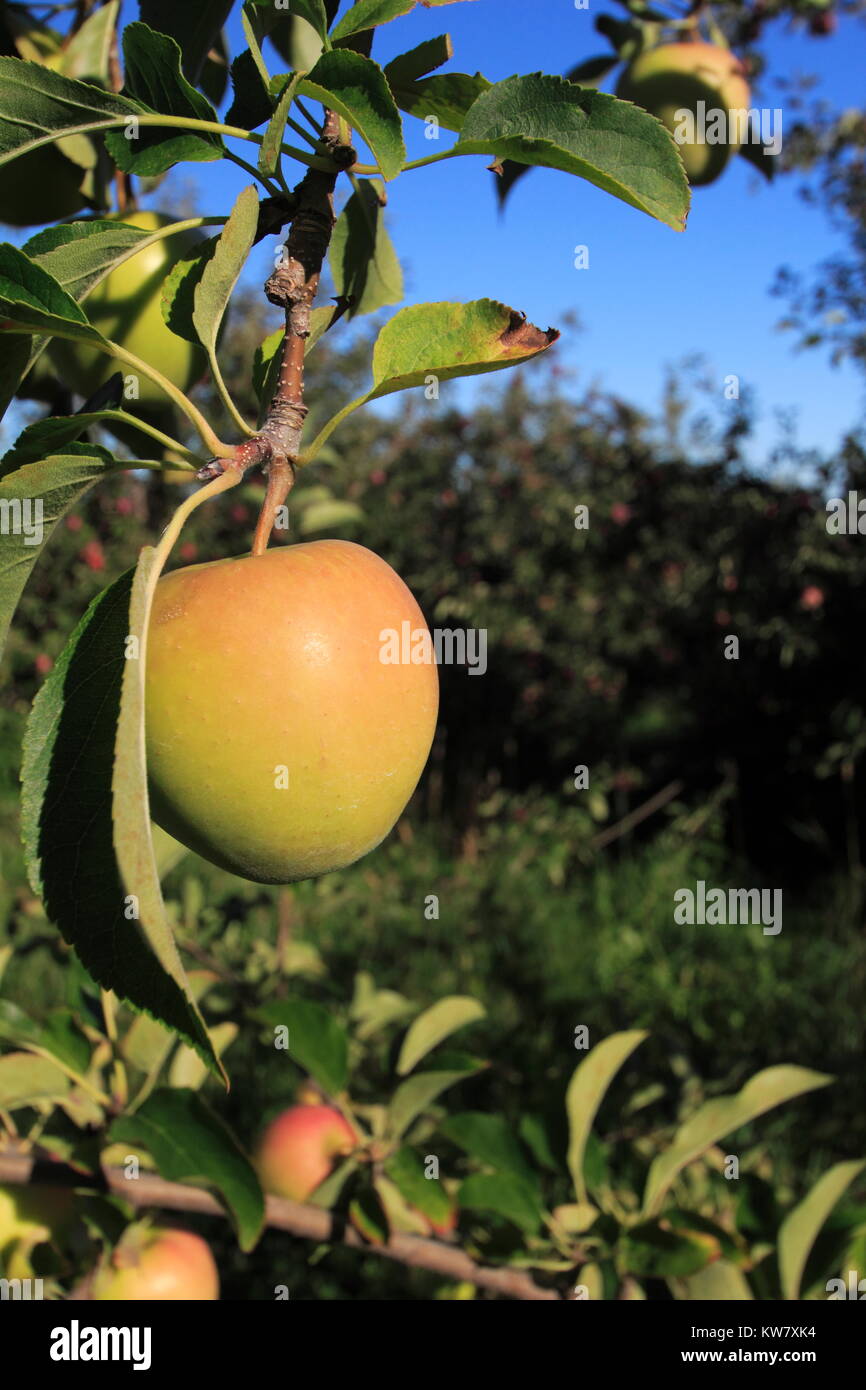 Golden Delicious Apfel auf einem Apfelbaum Stockfoto