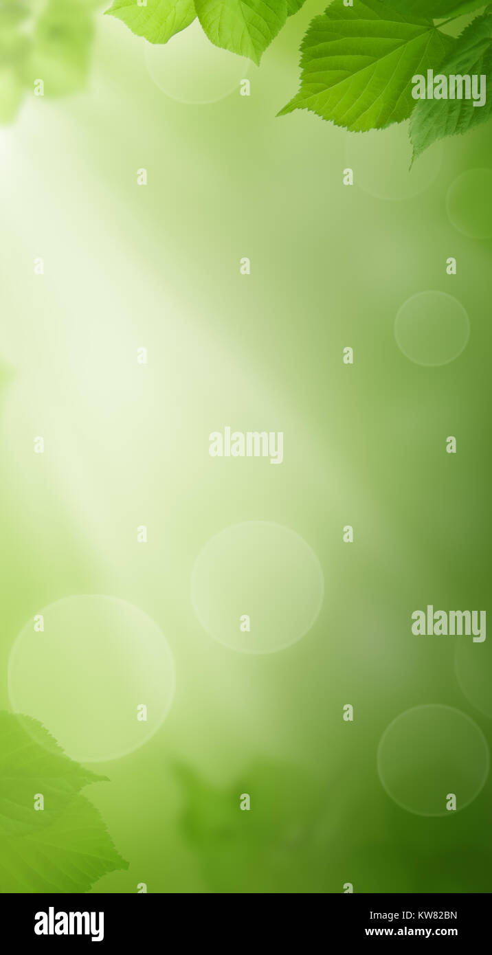 Grüner Hintergrund mit Feder Blätter und Sonnenlicht. Handy Wallpaper mit Linden Laub und Bokeh Glitter Stockfoto