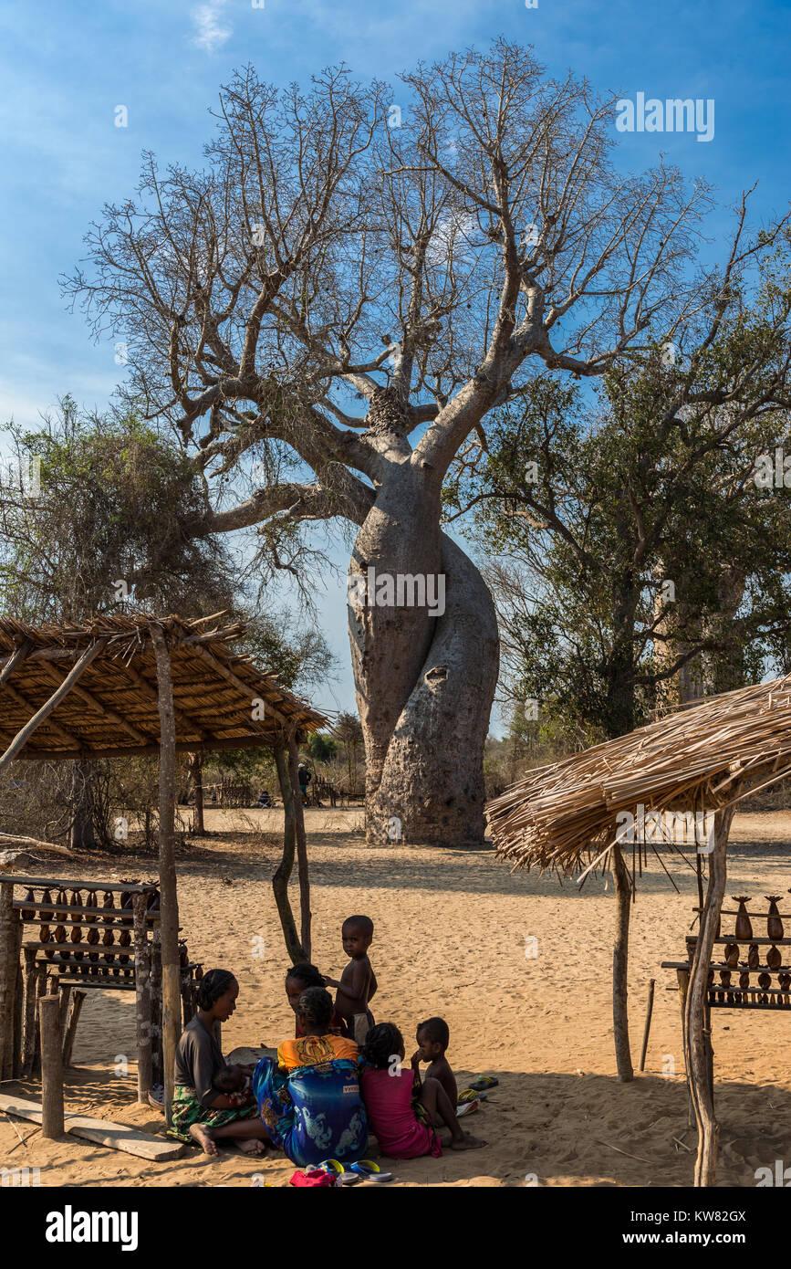 Zwei eng miteinander verwobenen Baobab Bäumen sind symbolisch für die Liebe und Konfektion. Madagaskar, Afrika. Stockfoto