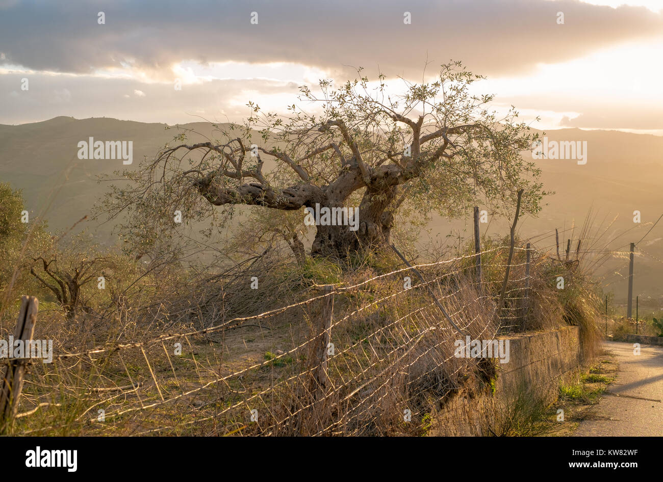 Eine beschnittene Olivenbaum bei Sonnenuntergang im Sizilianischen courntryside Stockfoto