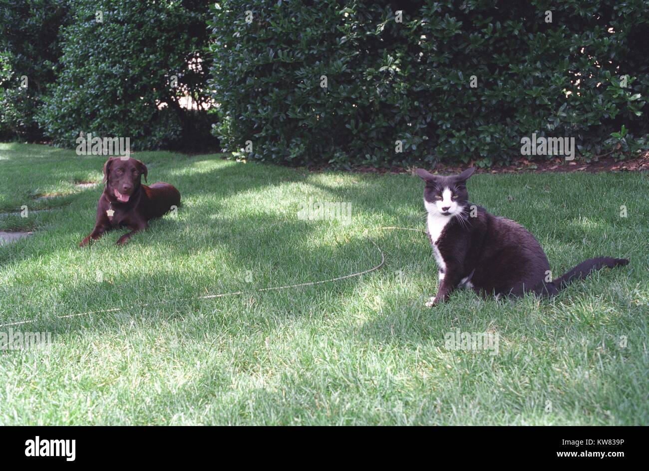 Buddy der Hund und Socken die Katze, die erste Familie Haustiere, im Süden Rasen des Weißen Hauses, Juni 16, 1998 sitzen. Stockfoto
