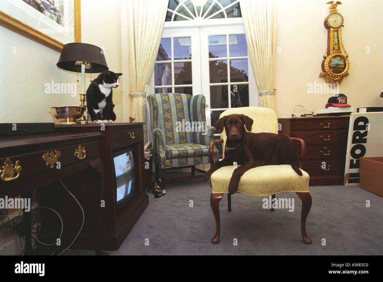 Socken die Katze, mit schwarzem Fell, weiße und gelbe Augen, sitzt oben auf einem Fernseher Schrank auf Buddy der Hund, einen braunen Labrador suchen, in einem gelben Sessel sitzen, die ersten Haustiere von Präsident Bill Clinton und der ersten Frau Hillary Rodham Clinton, dargestellt in der äußeren Oval Office, Washington, District of Columbia, 5. Januar 1998. Stockfoto