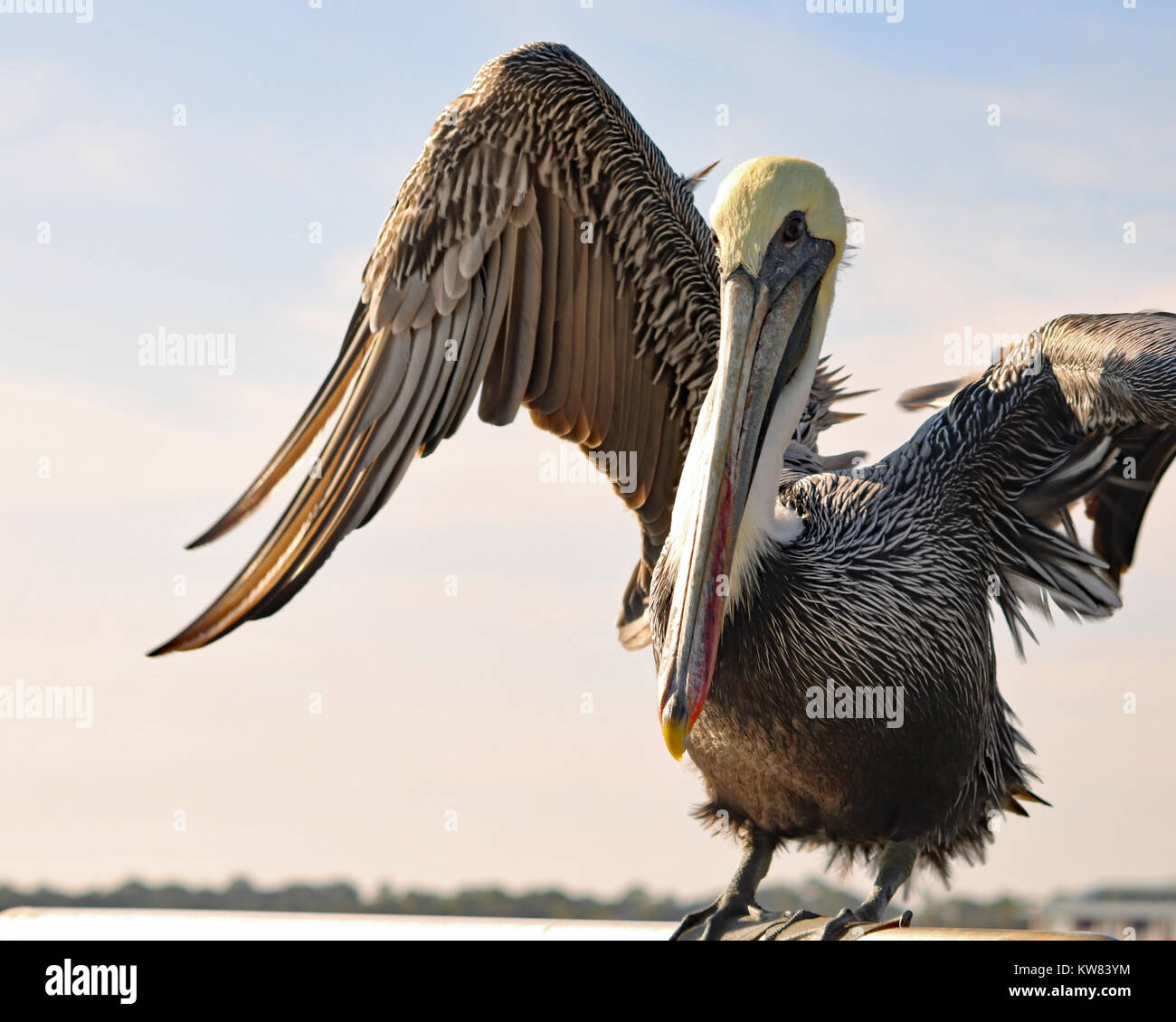 Die jugendliche Braunpelikan (Pelecanus occidentalis) ist ein Medium in der Farbe braun mit einem weissen Bauch Stockfoto