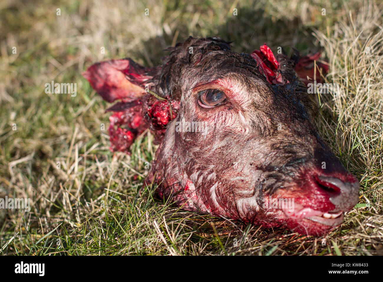 Wild, roh Hund füttern, Modell Stockfoto