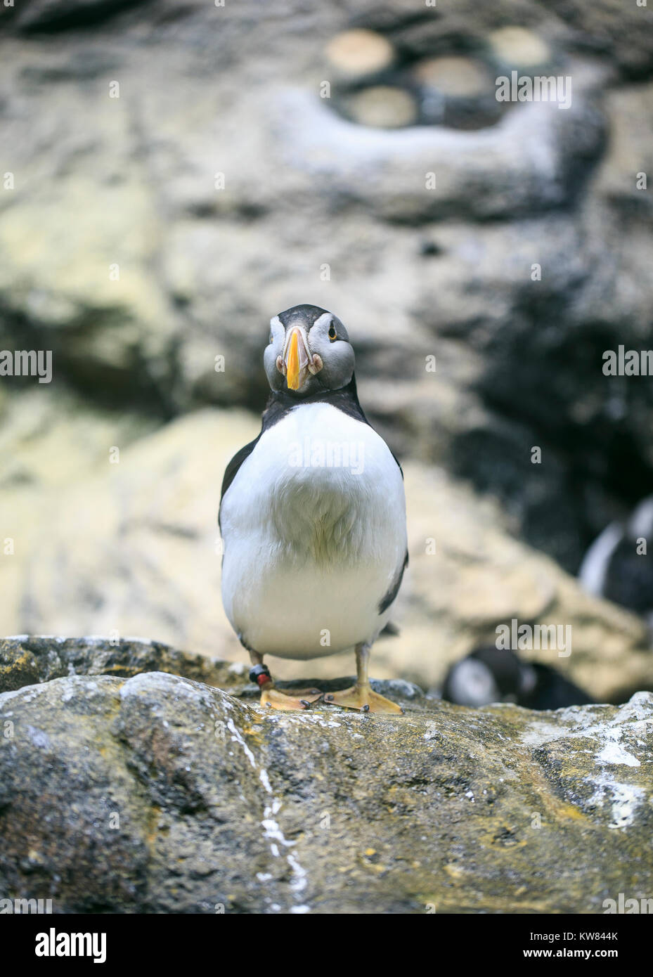 Gruppe der Pinguine im Zoo Stockfoto