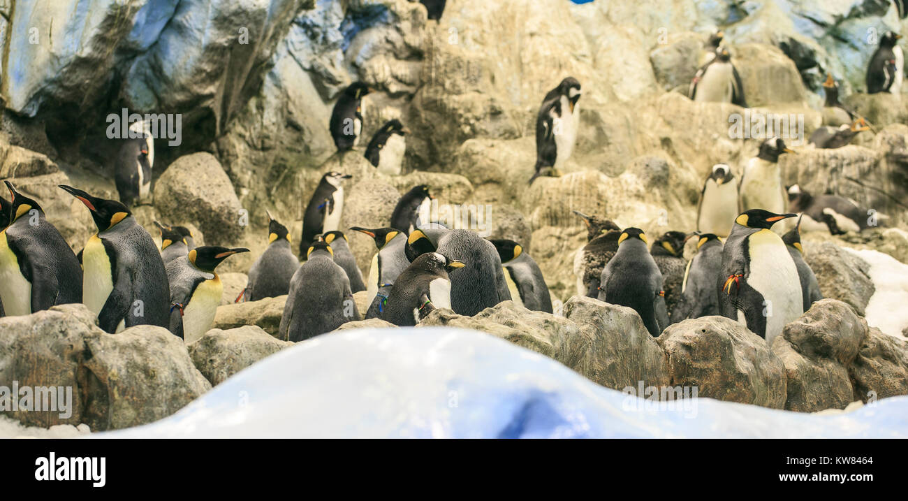 Gruppe der Pinguine im Zoo Stockfoto