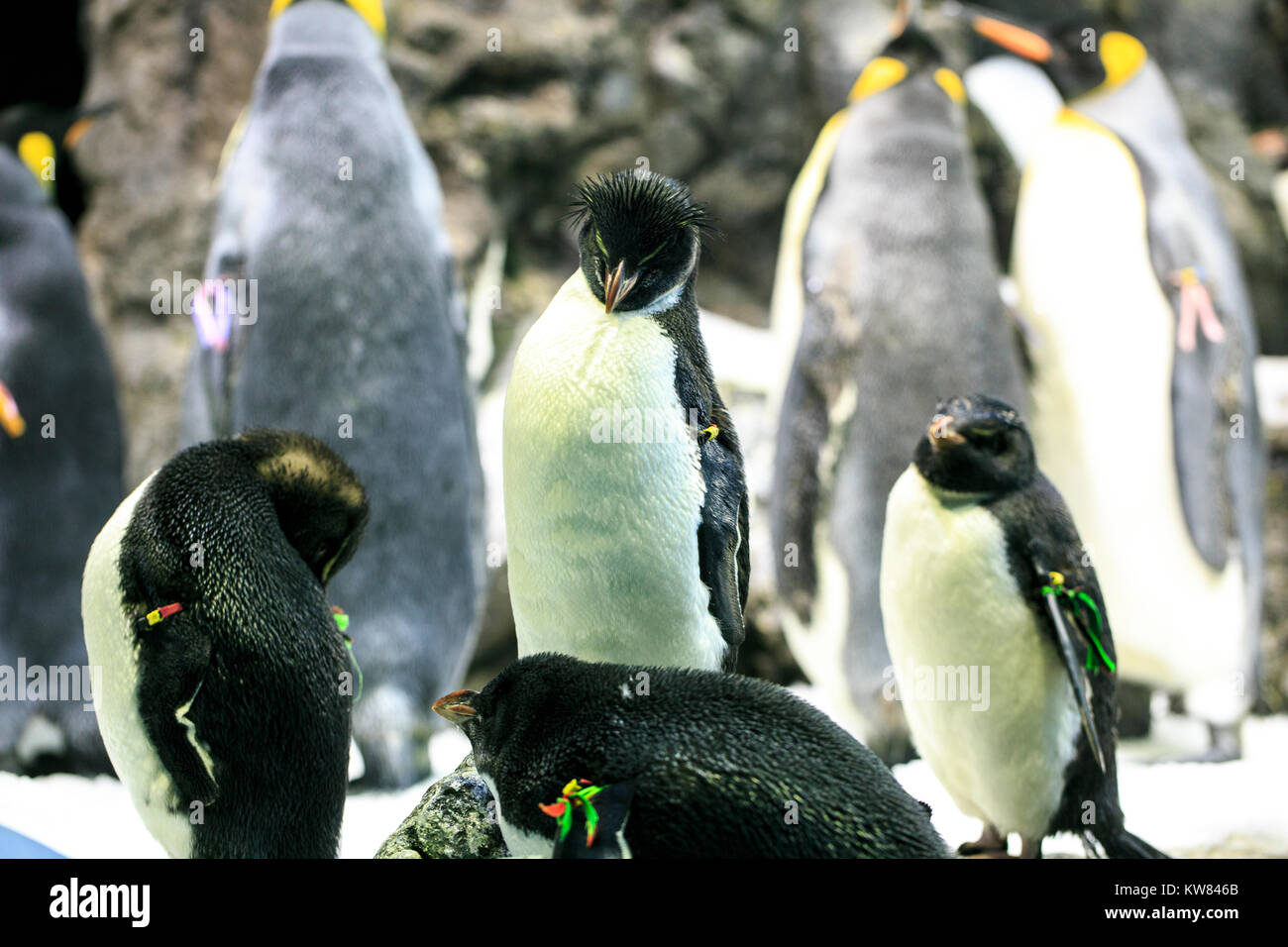 Gruppe der Pinguine im Zoo Stockfoto