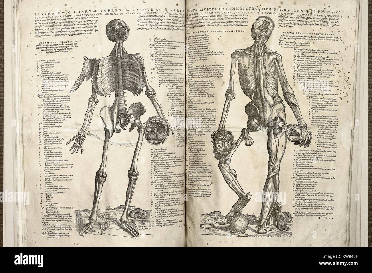 Zwei Bilder des menschlichen Körpers; die linke Seite zeigt die Vorderansicht des Skelettsystems und der rechten Seite zeigt die Rückansicht der Muskulatur zusammen mit der Anatomie von Kopf und Gehirn, Knochen und Muskeln auf beiden Diagramme werden mit einzelnen Buchstaben mit Legenden auf jeder Seite der Figuren mit Namen und Erklärungen, 1543 gekennzeichnet. Stockfoto