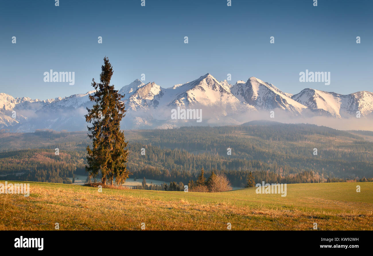 Sonniger Morgen in die Berge. Blauer Himmel über Weiß verschneite Felsen. Einen Weihnachtsbaum auf der grünen Wiese auf die Alpen im Hintergrund. Wunderschöne Sommer Hintergrund. Stockfoto
