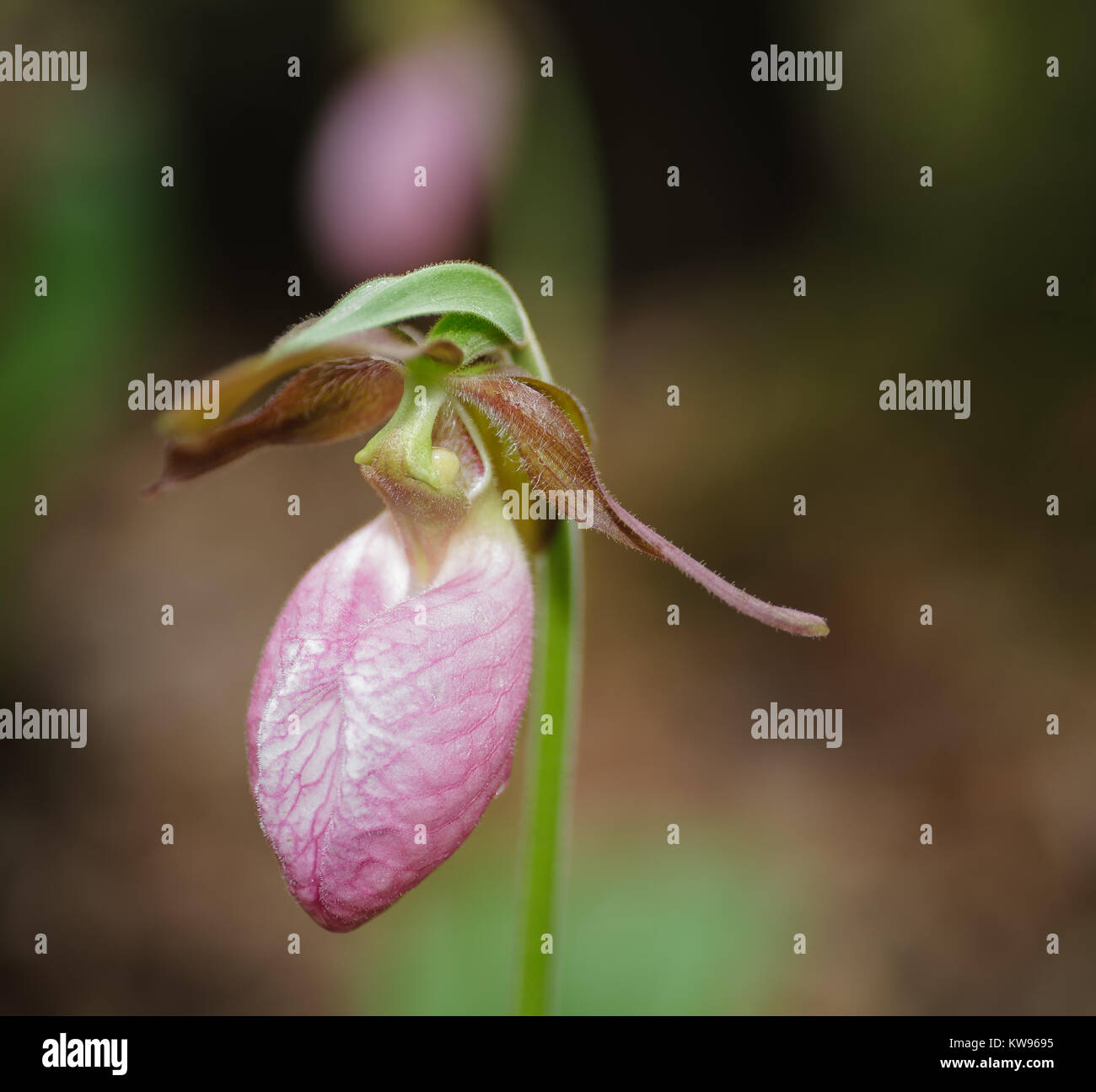 Frauenschuh Pink Lady ist eine große, auffällige Wildflower, die zu der Familie der Orchideen mit einer Reihe umfasst die östliche Hälfte der Vereinigten Staaten. Es ist in der Regel für Magenta auf Rosa, selten weiß. Diese Pflanze wächst 6 bis 15 cm groß und Blumen in der Regel zwischen Mai und Juli. Es ist Lebensraum reicht von confiferous Wälder gut durchlässige saure Böden in Laubwäldern. Stockfoto