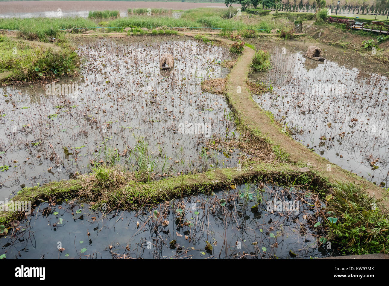 Feuchtgebiete außerhalb von Macau taipa Häuser Museum Stockfoto