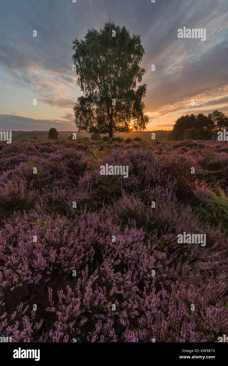 Schöne Heather im New Forest National Park, England, Großbritannien während einer atemberaubenden Herbst Sonnenaufgang. Stockfoto