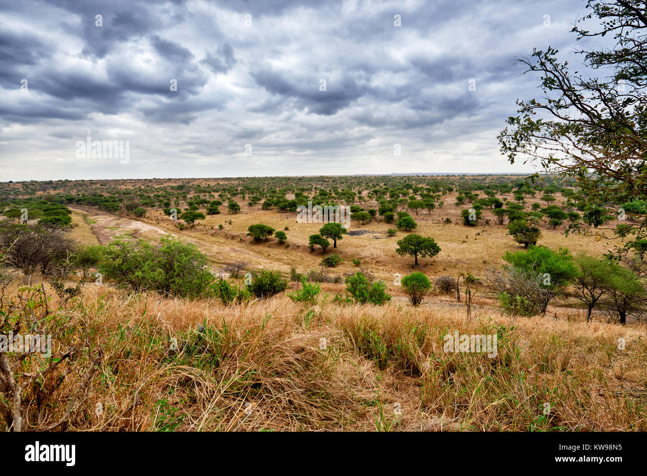 Typische Landschaft im Tarangire Nationalpark, Tansania, Afrika Stockfoto