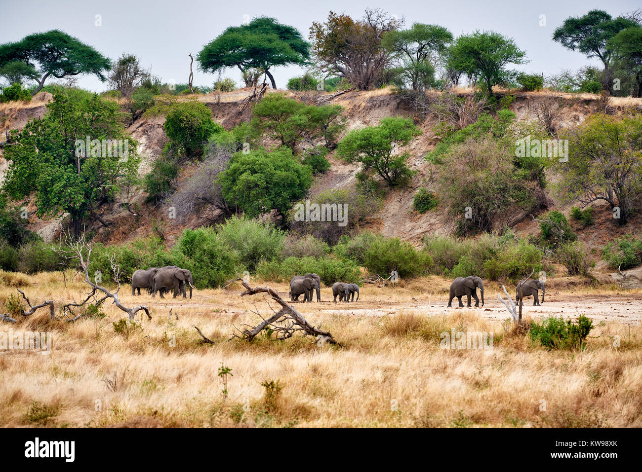 Herde der Afrikanischen Busch Elefanten, Loxodonta africana, im Tarangire Nationalpark, Tansania, Afrika Stockfoto