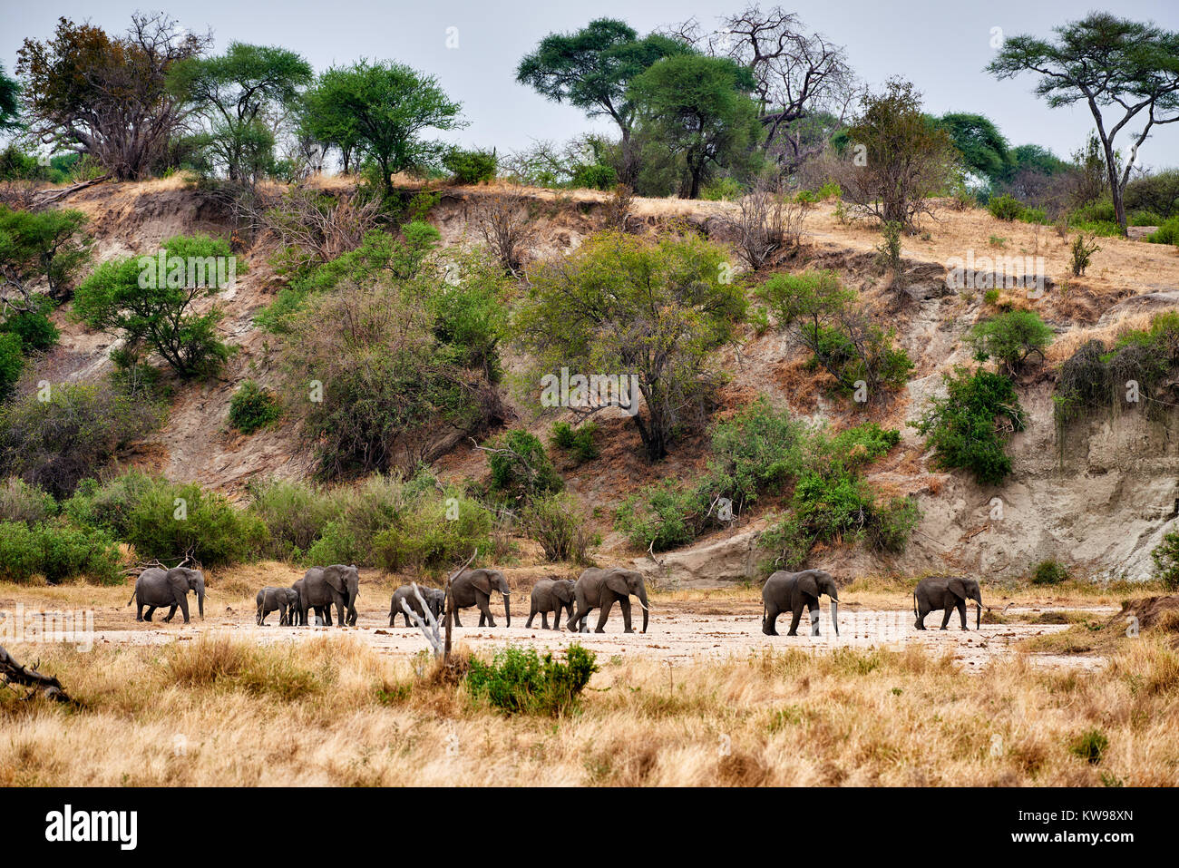 Herde der Afrikanischen Busch Elefanten, Loxodonta africana, im Tarangire Nationalpark, Tansania, Afrika Stockfoto