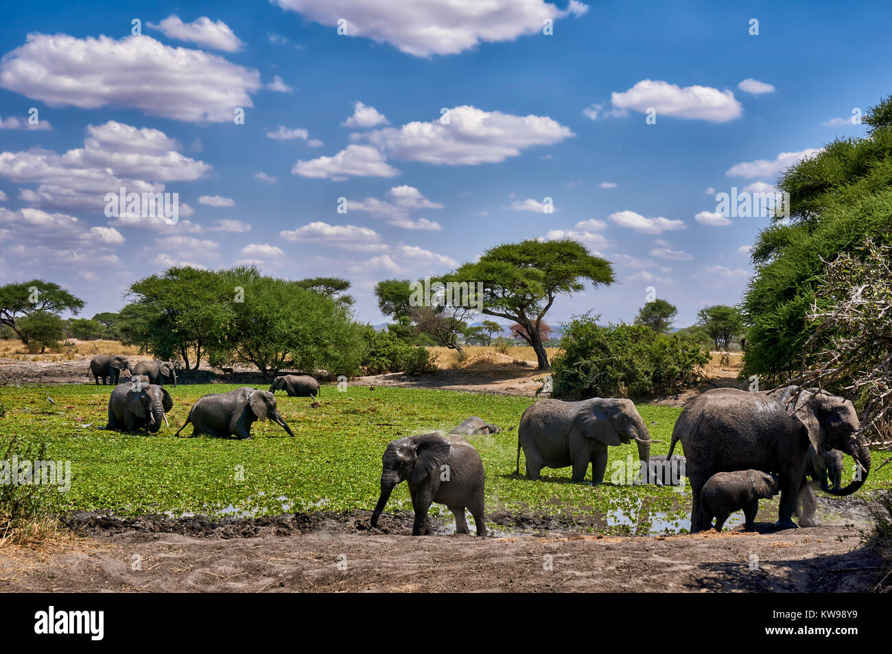 Afrikanischen Busch Elefanten am Wasserloch, Loxodonta africana, im Tarangire Nationalpark, Tansania, Afrika Stockfoto