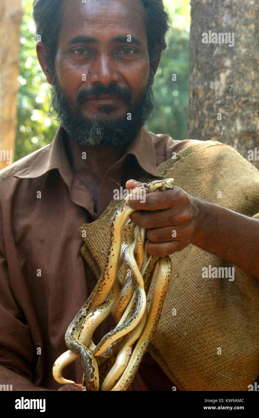 TIRUNELVELI, Tamil Nadu, Indien, 28. Februar 2009: Snake catcher mit einer Handvoll junger Vipern, am 28. Februar 2009 in Tamil Nadu, Südindien. Snak Stockfoto