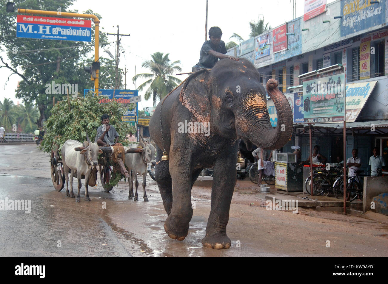 TAMIL NADU, INDIEN, ca. 2009: Ein unbekannter Mann und seine Elefanten in die Stadt kommen, etwa in Tamil Nadu, Indien 2009. Elefanten sind immer noch in ländlichen Ein verwendet Stockfoto