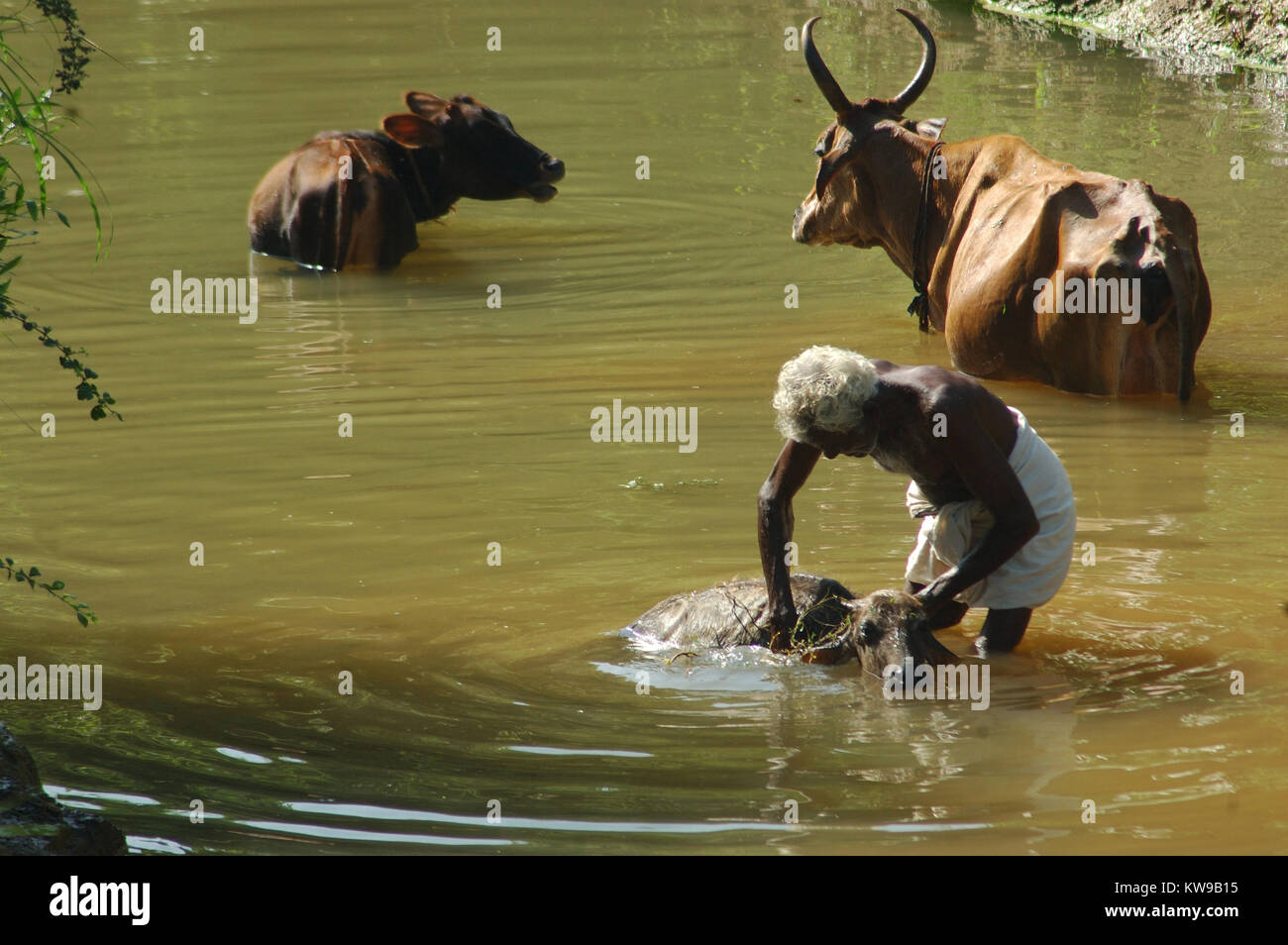 Man waschen Brahmane Rinder in Tamil Nadu, Südindien Stockfoto
