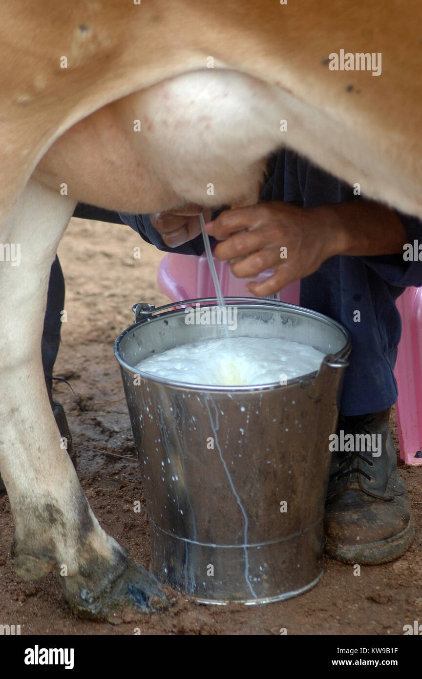 Mann melkt die Kuh mit der hand, Tamil Nadu, Südindien Stockfoto