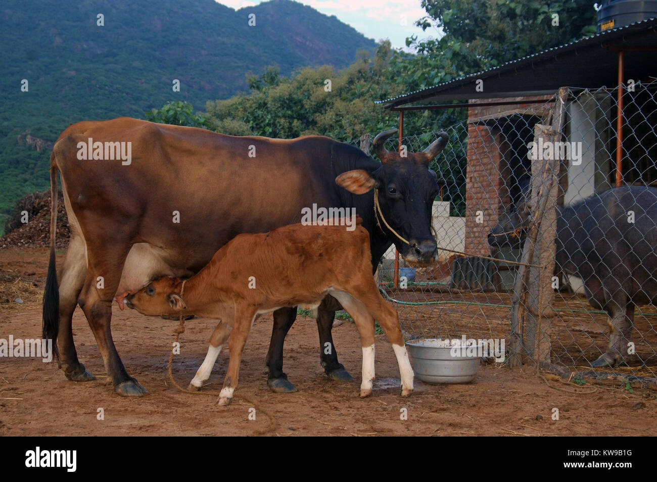 Kalb, Spanferkel auf Milchkuh, Tamil Nadu, Südindien Stockfoto