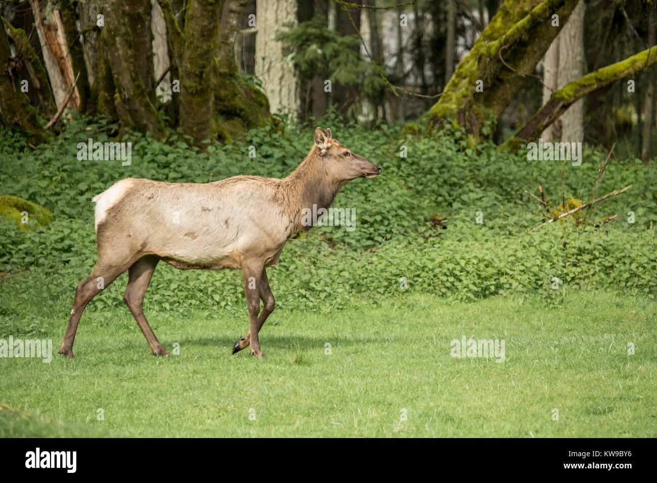 Frau Roosevelt Elch Kuh wandern in Northwest Trek Wildlife Park in der Nähe von Eatonville, Washington, USA Stockfoto