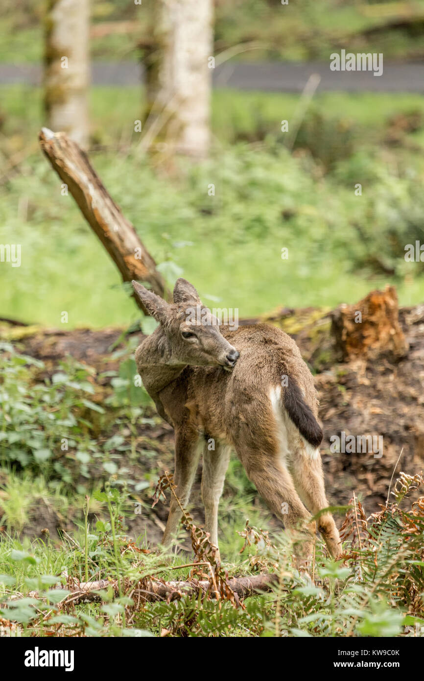 Der Kolumbianer black-tailed deer (Odocoileus hemionus columbianus) ist im westlichen Nordamerika gefunden. Stockfoto