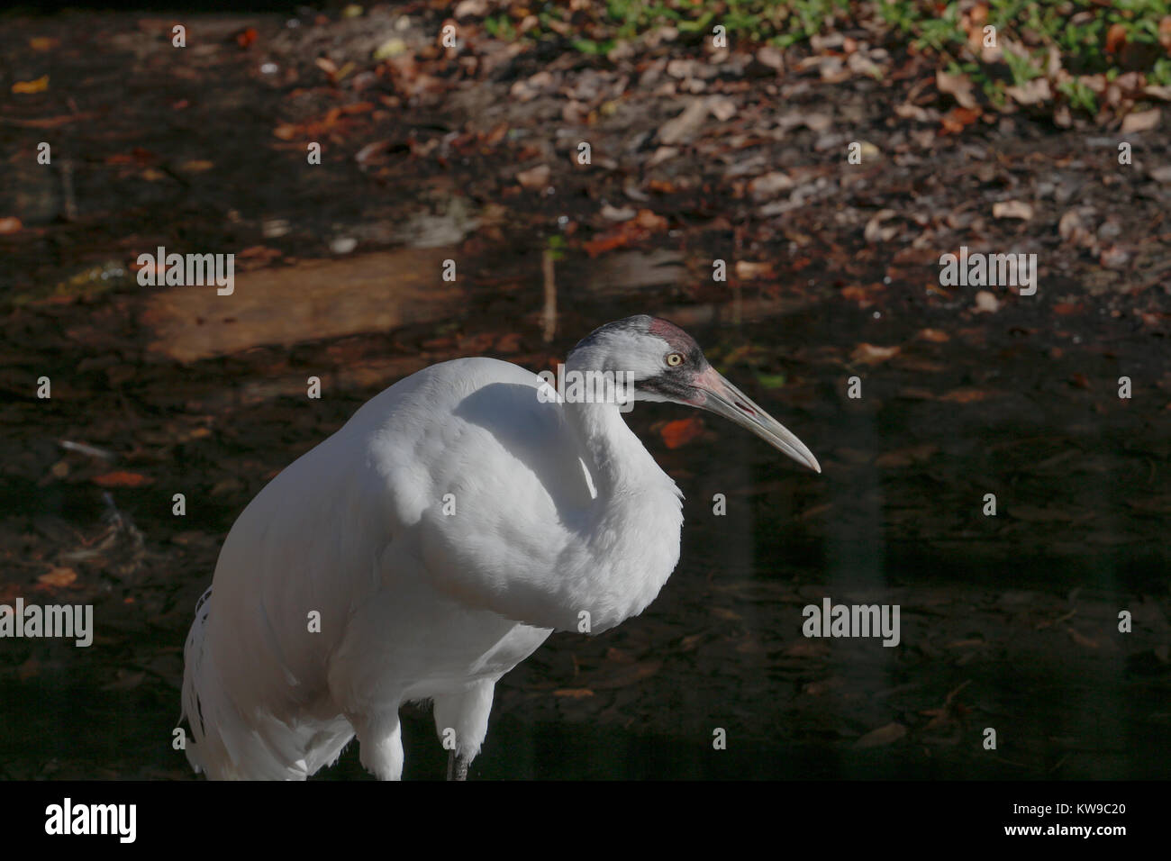Schreikranich (Grus Americana), eine vom Aussterben bedrohte Spezies Stockfoto