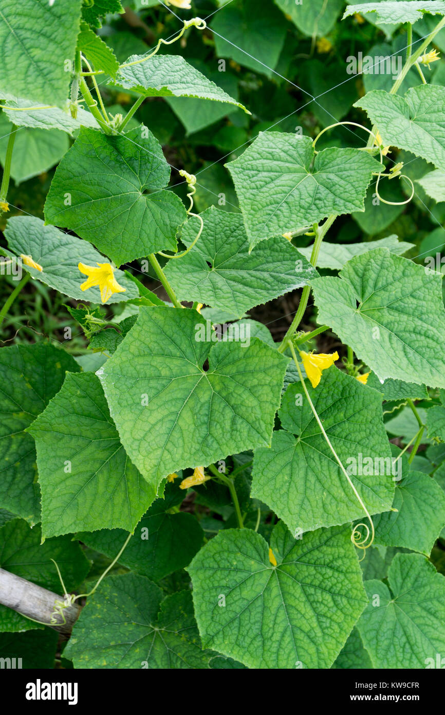 Gurke auf Baum im Garten, die Bush Gurken auf dem Gitterwerk. Gurken vertikale Einpflanzen. Anbau von ökologischen Lebensmitteln. Gurken ernten. Stockfoto