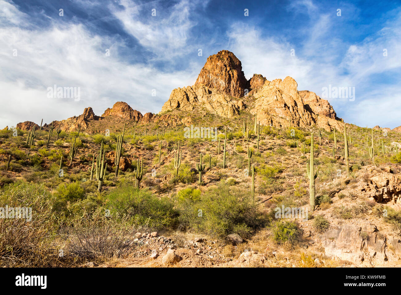 Landschaftlich reizvolle Wüstenlandschaft und Saguaro Kaktuspflanzen mit dem Blue Skylne Apache Trail in den Superstition Mountains, Lost Dutchman State Park, Arizona, USA Stockfoto